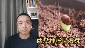 吃瓜群众男主吵架视频播放,一场网络风波的引爆点