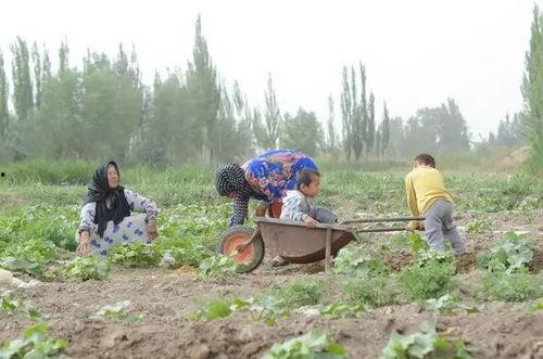 新泰东城田园的吃瓜群众,吃瓜群众的欢乐盛宴