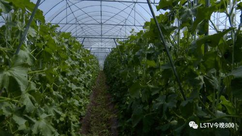 西昌寻找吃瓜群众的地方,探寻瓜果飘香的人间烟火