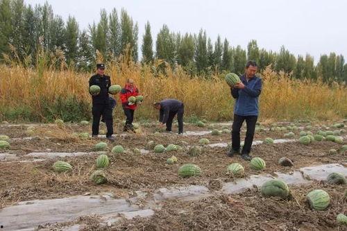 吃瓜群众小木桥视频播放